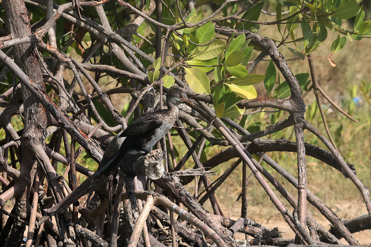 Long-tailed Cormorant
